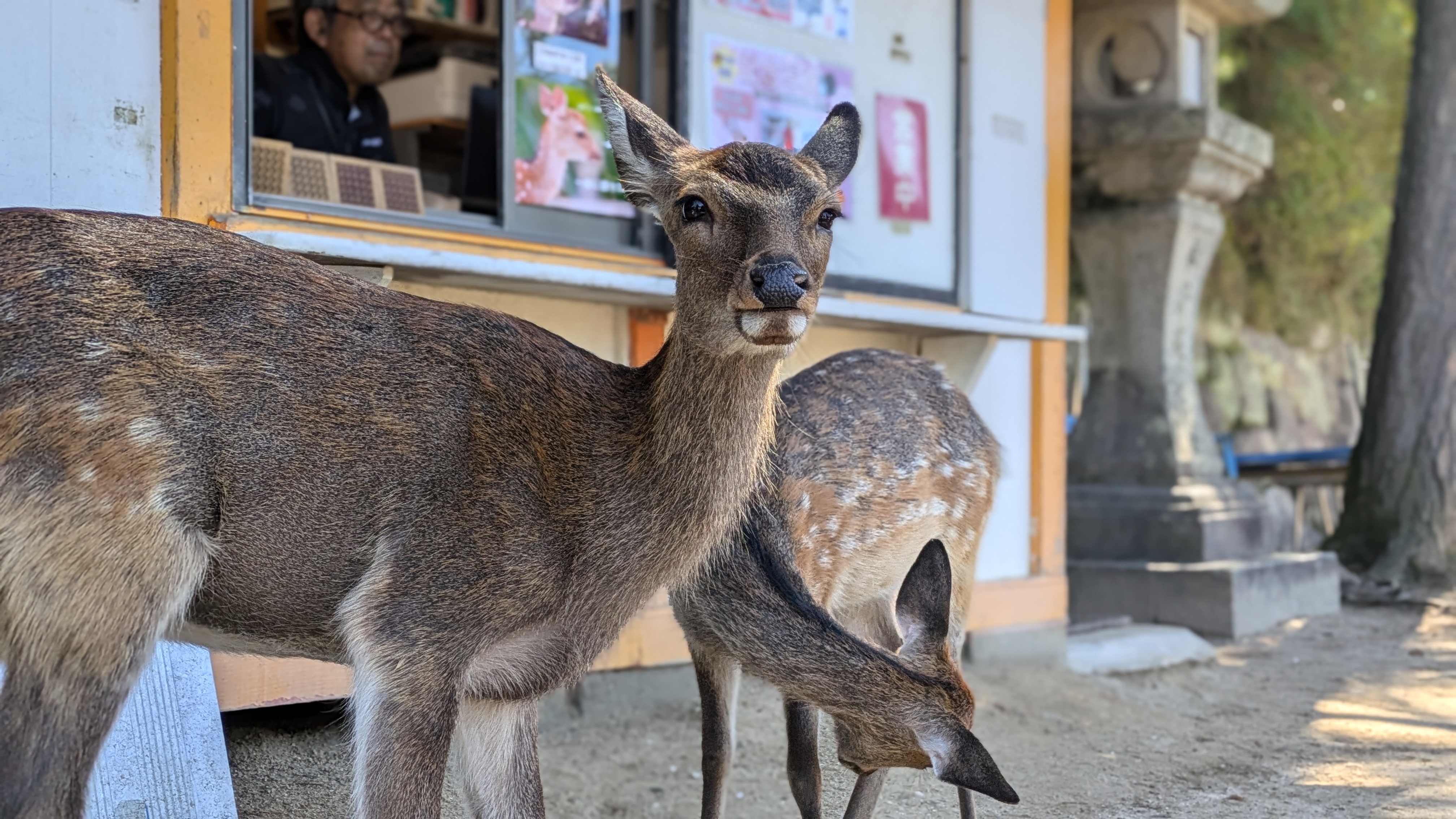 野生の鹿